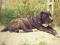 cane corso tigrato